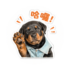 可愛Rottie¹初登場