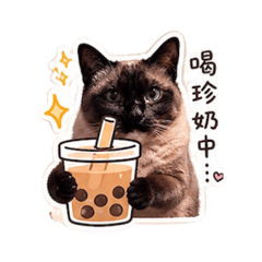 暹羅貓珍奶日常