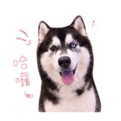 可愛哈士奇生活
