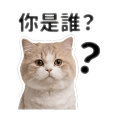 王星凱2