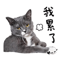 貓襪襪