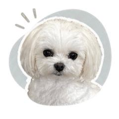 Maltese Nichu