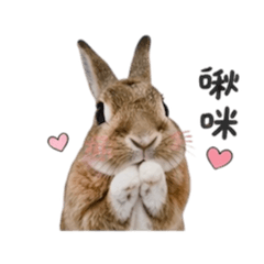 雪梨 snowli／Rabbit