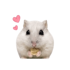 小倉鼠❤️