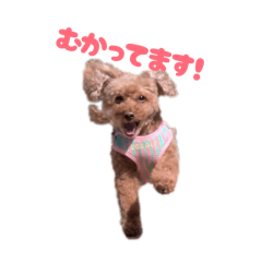 cocococo-chan love_20260513172842