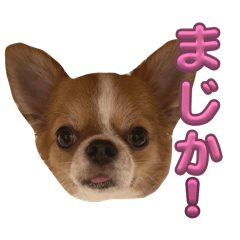 konomi_20260513172444