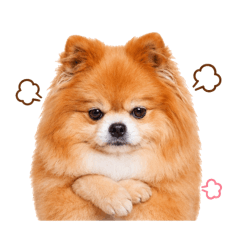 Khunpon - The Doggo Gang