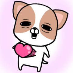 チワワさんが