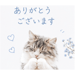 moka_cat_20260513182033