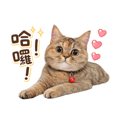 虎斑小公主❤️