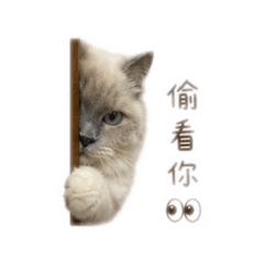 我是鑽石，賺罐罐（1）