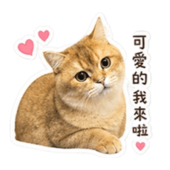卡寶の日常