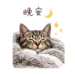 森森a日常