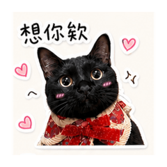 Moon黑貓月亮3
