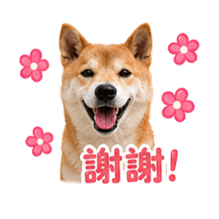 小八爺爺