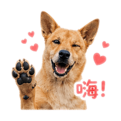 大大小狗
