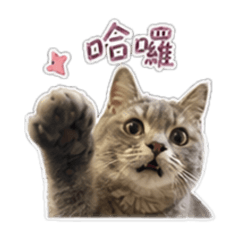 踏踏的日常