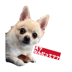 hakube_20260513203803