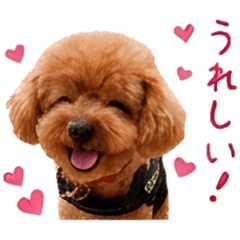 poodles motivation