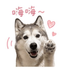 橘子の可愛反應集