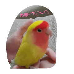 JQ拍