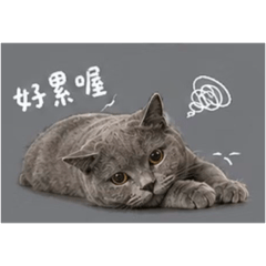 圓滾滾的圓