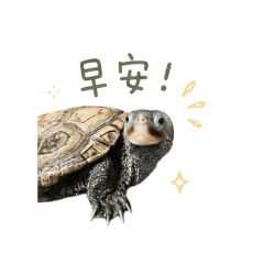 黑肉阿花的世界