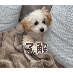arakaki_20260513211418