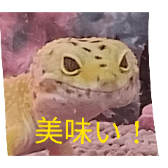 yamataka_20260513193812