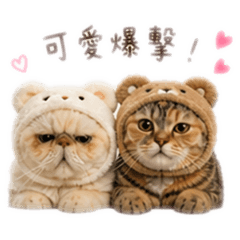 抖宅和抖妹