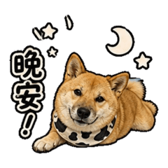 秀岡姑娘@showgunshiba