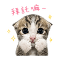 小跟班小虎 凹嗚