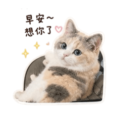 香草撒嬌貓貓