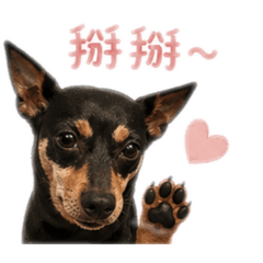 狗狗是小可愛