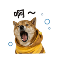 柴霏霏～
