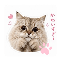 Sue_20260513200003