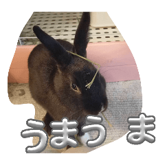 socchi_20260513195029