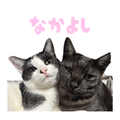 miimuuruu