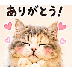 moka_cat_20260513212955