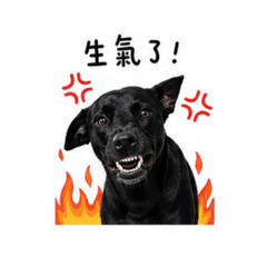 NIKO醬醬
