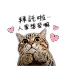 帥氣miu miu