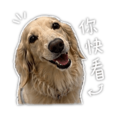 2人1狗勾
