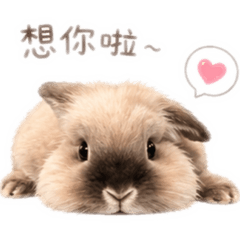 灰鍋寶寶2