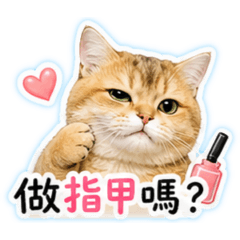 路易小貓貓