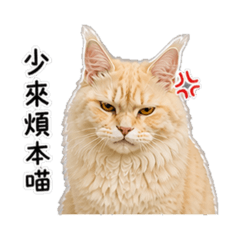 傲嬌呆喵