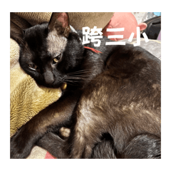 林ㄋㄧㄠˇㄋㄧㄠˇ