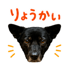 The Kai dog