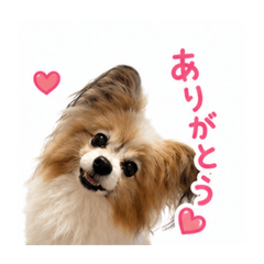 momojump
