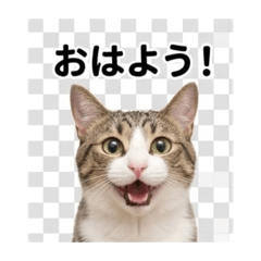 kotetu_20260513203438