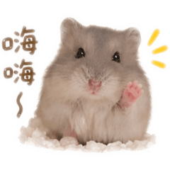 鼠鼠泥